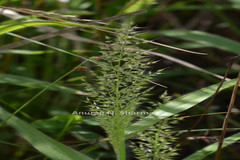 Arundinella ciliata